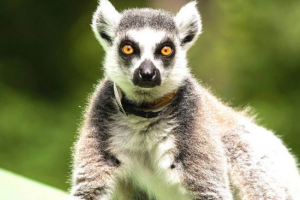 Mačji lemur Mačji lemur