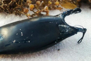 Novčanik za sirenu ili neobične morske bića Novčanik za sirenu ili neobične morske bića