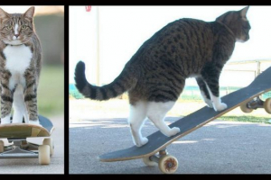 Mačka po imenu didja vozi na skateboardu