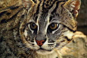 Cat-fisherman - sve što znamo o njoj Cat-fisherman - sve što znamo o njoj