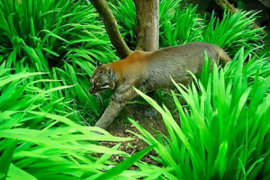 Cat temminka ili azijska zlatna mačka Cat temminka ili azijska zlatna mačka