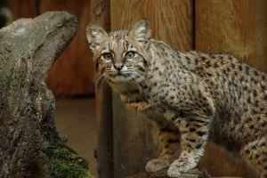 Mačka joffroy - južna amerikanca