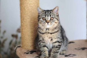 Cats color tabby Cats color tabby