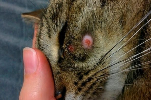 Mačka se stalno svrbi i gubi: moguće bolesti i liječenje