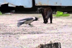 Mačić i roč Mačić i roč