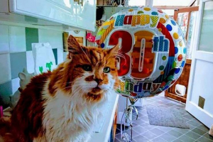 Mačke i mačke-dugo-živeri