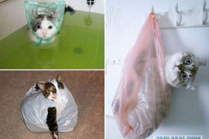 Mačke protiv paketa: pravi ubato-prugasta avantura Mačke protiv paketa: pravi ubato-prugasta avantura