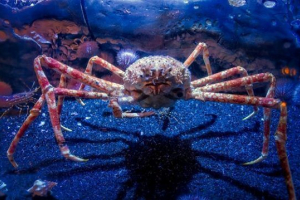 Rak - pauk (japanski)