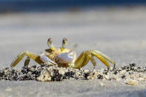 Rak je pobjegao iz restorana s nožem u culshne