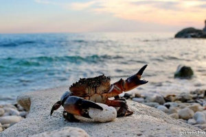 Rakovi crnog mora. Opisi, naslovi i fotografije Rakovi crnog mora. Opisi, naslovi i fotografije