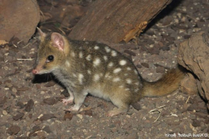 Uzorkovanje Uzorkovanje