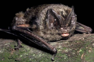 Crvena knjiga kaliningrad Crvena knjiga kaliningrad