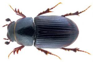 Crvena knjiga regije kemerovo (kuzbass)