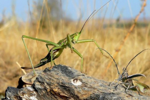 Crvena knjiga omsk regije