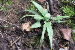 Crvena knjiga krasnoyarsk teritorija Crvena knjiga krasnoyarsk teritorija