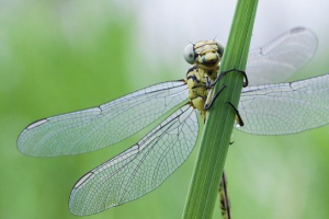 Crvena knjiga amurskog područja Crvena knjiga amurskog područja