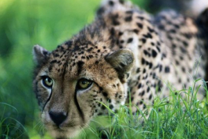 Crvena knjiga republike kazahstana