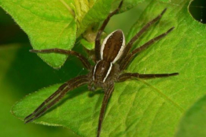 Životinje crvene knjige lenjingradske regije