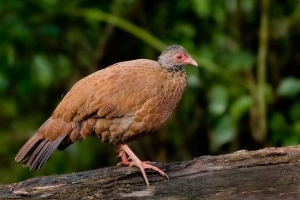 Red shortstove wartridge: sve o životu nevidljive ptice Red shortstove wartridge: sve o životu nevidljive ptice