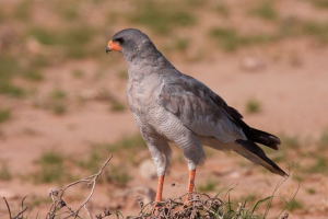 Redobocijski prodavač