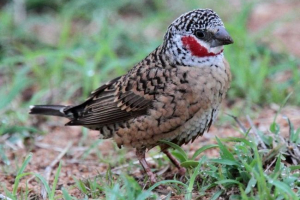 Redogorla amadin - egzotična ptica iz europe Redogorla amadin - egzotična ptica iz europe