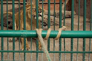 Krasnoyarsk zoo odgovara natjecanje užete s lavovima Krasnoyarsk zoo odgovara natjecanje užete s lavovima