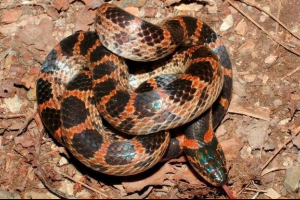 Krasnopoyens dinosona Krasnopoyens dinosona