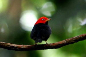 Crvenokosi cijevi - raznobojni vrapci Crvenokosi cijevi - raznobojni vrapci