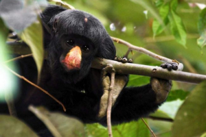 Krasnin saki, oni su chipotes, oni su shaggy saki