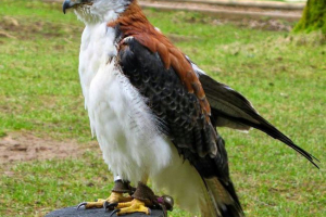 Ključne riječi: Ključne riječi: