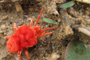 Red-motel grinje - parazites-nosači infekcija Red-motel grinje - parazites-nosači infekcija