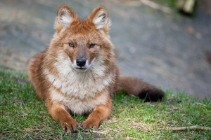 Crveni planinski vuk Crveni planinski vuk