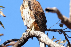 Red hawk - wellness Red hawk - wellness