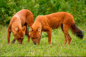 Crveni vuk Crveni vuk