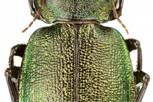 Krasotel mesh: fotografija, opis bube Krasotel mesh: fotografija, opis bube