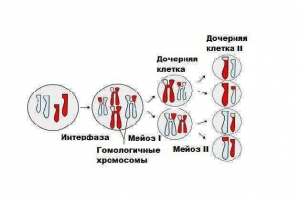 Kratak opis stupnjeva i stanica stanične divizije putem maiz Kratak opis stupnjeva i stanica stanične divizije putem maiz