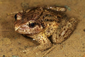 Ruke - ne pauci, ali žabe Ruke - ne pauci, ali žabe