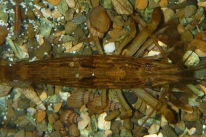 Škampi u prirodi Škampi u prirodi