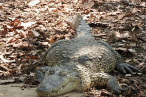 Krokodil belize
