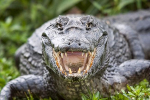 Krokodil iz kanalizacije: u louisiani, ulice hodaju na ulicama 3-metarskog reptila Krokodil iz kanalizacije: u louisiani, ulice hodaju na ulicama 3-metarskog reptila