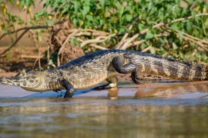 Crocodil cayman - putnik na plutajućem otoku Crocodil cayman - putnik na plutajućem otoku