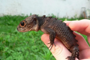 Krokodil scincec kao kućni ljubimac Krokodil scincec kao kućni ljubimac