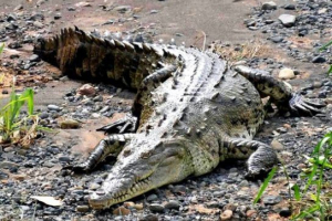 Američki krokodil (težak) Američki krokodil (težak)