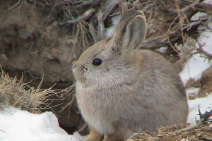 Simbol - ranjivi pogled Simbol - ranjivi pogled