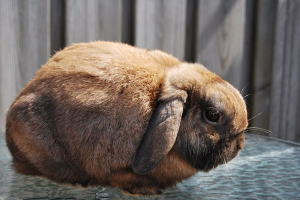 Kunići se uzgajaju ram - dostojanstvo i nedostaci Kunići se uzgajaju ram - dostojanstvo i nedostaci