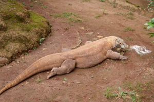 Najveći gušteri na zemlji - popis, naslovi, opis i fotografije Najveći gušteri na zemlji - popis, naslovi, opis i fotografije