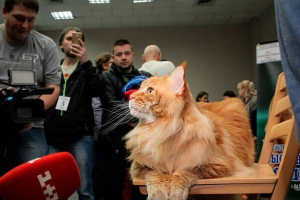 Velike pasmine kućnih mačaka