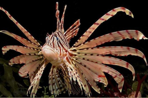 Woled - otrovne ljepotice akvarija Woled - otrovne ljepotice akvarija