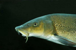 Krimski usacoc Krimski usacoc