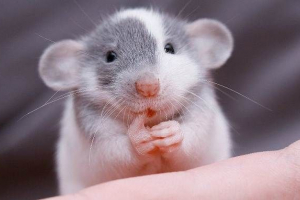 Rat dambo. Opis, značajke, vrste, njegu i cijenu štakora dambo